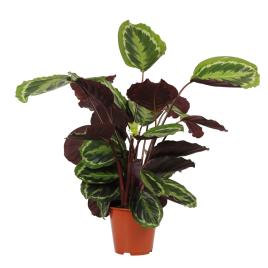 Bioma Plants Planta Calathea Medallion, BIOMA
