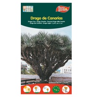 Sementes de Dragoeiro das Ilhas Canárias 1 unidade - Euro Garden