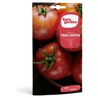 Tomato Tres Cantos 2 g - Euro Garden