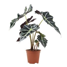 Bioma Plants Planta Alocasia polly, BIOMA