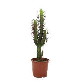 Bioma Plants Planta Euphorbia trigona, BIOMA