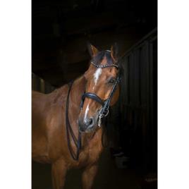 Eric Thomas Hybrid Halter  Cob