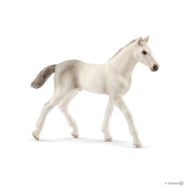 Figura  Potro Holsteiner (Castanho)