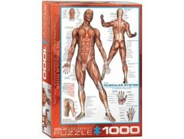 Puzzle 1000 Pcs- Sistema Muscular Eurographics