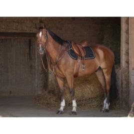 Eric Thomas Hybrid Breastplate Castanho Cob