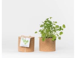 Vaso  Grow Cork Pot Coentros