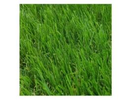 Relva Sintética COMERCIAL CANDELA (1x6m - Polipropileno - Verde)
