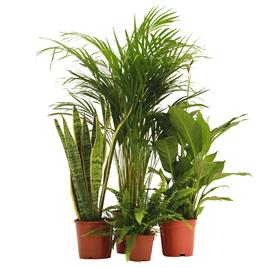 Bioma Plants Planta anti-humidade (conjunto 4), BIOMA