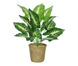 PLANTA CALATHEA - Conforama