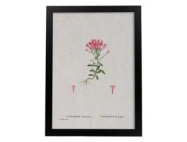 Póster NACNIC Natureza - 102. Pósters com ilustrações em aquarela de Pierre -Joseph Redouté.