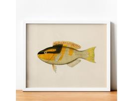 Póster NACNIC Peixe Amarelo, Preto e Laranja, Fundo de Papel Vintage.