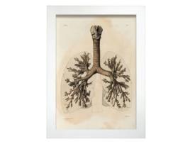 Póster NACNIC Bronchi. Ilustrações Decorativas de Anatomia e Medicina em Estilo Vintage. Design e Decoração de Interiores. Tamanho A3, Sem Quadro.