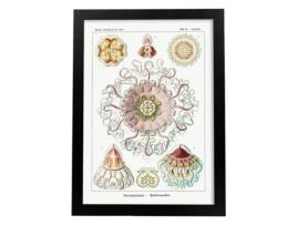 Póster NACNIC com Ilustração de Peromedusa Estilo Vintage