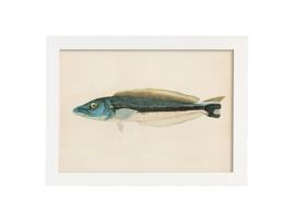 Póster NACNIC Linha de Peixe Azul Cinza e Branco, Fundo de Papel Vintage