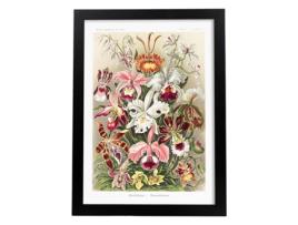 Póster NACNIC com Ilustração do Estilo Orchideae Vintage