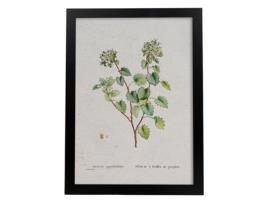 Póster NACNIC Natureza - 127. Pósters com ilustrações em aquarela de Pierre -Joseph Redouté.
