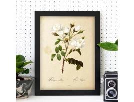 Pôster De Flor Vintage. Lémina Rosa Alba Com Design Vintage.