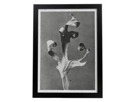 Perda Preta E Preta Piso 52. Pósters Com Ilustrações De Flores E Plantas Em Tons Cinzentos. Sem Quadro