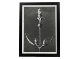 Lémina Black And White Floor 49. Pósters Com Ilustrações De Flores E Plantas Em Tons Cinzentos. Sem Quadro
