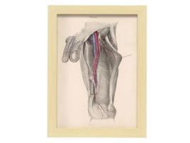 Pôster De NACNIC De Dissecção Central Ilustrações Decorativas De Anatomia E Medicina Em Estilo Vintage Tamanho A3 Com Quadro Preto