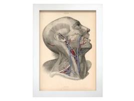 Pôster De Dissecção Da Cabeça De NACNIC Ilustrações Decorativas De Anatomia E Medicina Em Estilo Vintage Tamanho A3 Sem Quadro
