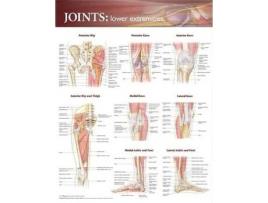 Livro joints of the lower extremities anatomical chart de prepared for publication by anatomical chart company (inglês)