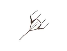 Coleira de caça para cavalo 5 pontos CANTER