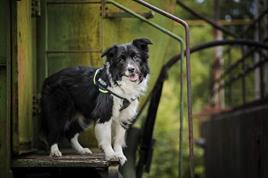 Peitoral para Cães JULIUS K9 423584 (Verde - 76 cm)