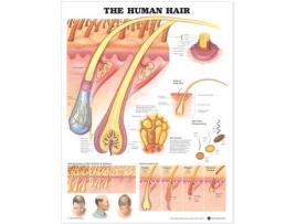 Livro the human hair anatomical chart de prepared for publication by anatomical chart company (inglês)