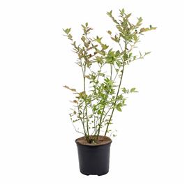 Bioma Plants Planta Mirtilo, BIOMA
