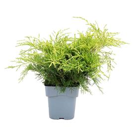 Bioma Plants Planta Juniperus da China 'old gold', BIOMA