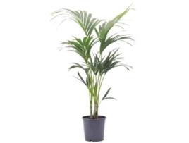 Planta Natural BIOMAPLANTS Palmeira Kentia 100-110 Cm Vaso 21 Cm