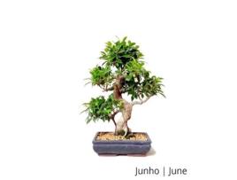 Bonsai Ficus Tiger Bark de 17 Anos LUSO BONSAI