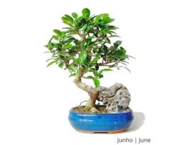 Bonsai Ficus Tiger Bark de 9 Anos com Rocha LUSO BONSAI