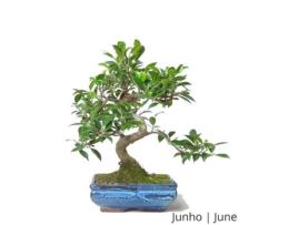 Bonsai Ficus Tiger Bark de 8 Anos LUSO BONSAI