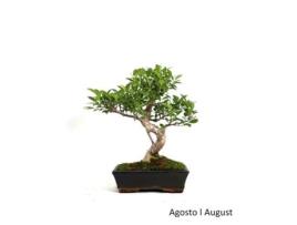 Bonsai Ficus Tiger Bark de 10 Anos LUSO BONSAI