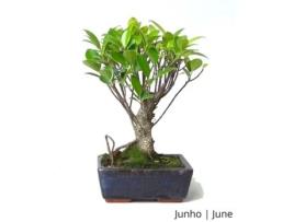 Bonsai Ficus Tiger Bark de 5 Anos LUSO BONSAI