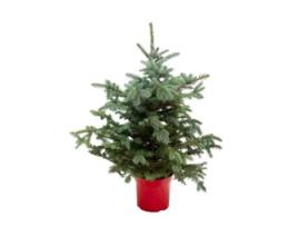 Planta Natural Abeto Azul 120-130 Cm Vaso 32 Cm BIOMAPLANTS