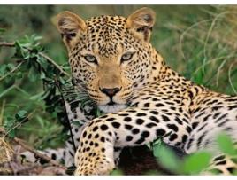 Puzzle RAVENSBURGER 13345 100 Peças Animais