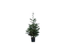 Planta Natural Pinheiro de Natal VIPLANT Abeto - Abies Nordmanniana