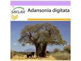 Baobá Africano Adansonia Digitata 6 Sementes SAFLAX