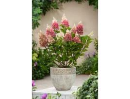 Hortênsias PLANT IN A BOX Hydrangea Paniculata “Pinky Winky” Conjunto de 4 Pote 19Cm Altura 25-40Cm