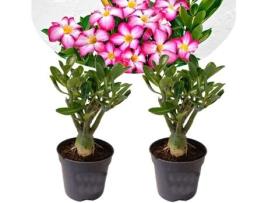 Plantas com Flores PLANT IN A BOX Adenium Obesum Conjunto de 2 Pote 10.50Cm Altura 25-40Cm