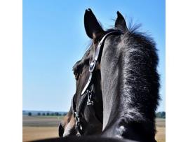 Cabresto para Cavalos HEKKTOR Horus