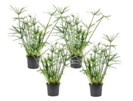 Plantas Verdes PLANT IN A BOX Cyperus Alternifolius Conjunto de 4 Pote 14Cm Altura 40-50Cm