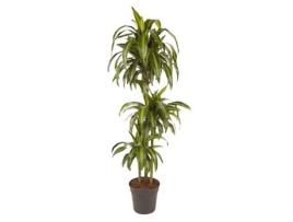 Plantas Verdes PLANT IN A BOX Dracaena Fragrans 'Hawaiian Sunshine' Conjunto de 1 Pote 24Cm Altura 130-140Cm