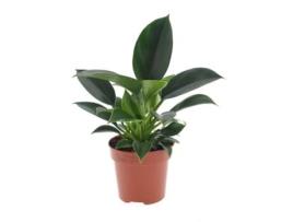 Plantas Verdes PLANT IN A BOX Philodendron 'Green Princess' Conjunto de 1 Pote 12Cm Altura 20-30Cm