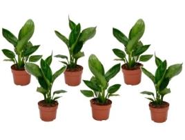 Plantas Verdes PLANT IN A BOX Strelitzia Reginea Conjunto de 6 Pote 9Cm Altura 25-40Cm