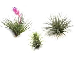 Air Plants PLANT IN A BOX Tillandsia Conjunto de 3 Pote 5Cm Altura 5-15Cm