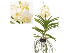 Orquídeas PLANT IN A BOX Vanda Tayanee White Conjunto de 1 Pote 0Cm Altura 45-55Cm